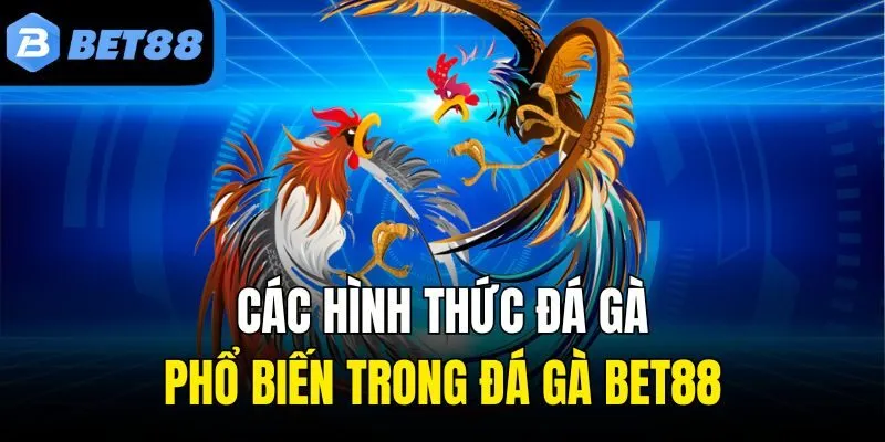 Các hình thức đá gà phổ biến trong đá gà Bet88
